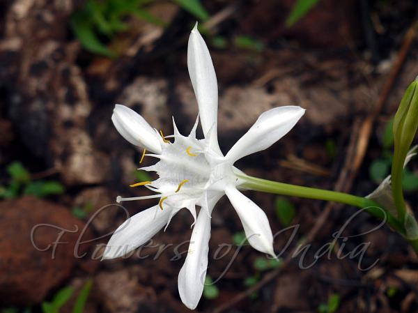 Forest Spider Lily