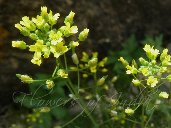 Forest Whitlow Grass