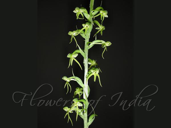 Forked Habenaria