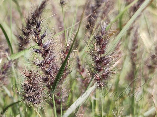 Fountain Buffel Grass