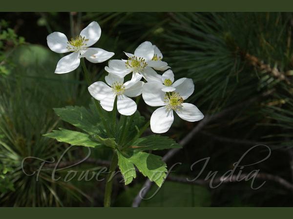 Four Petal Anemone