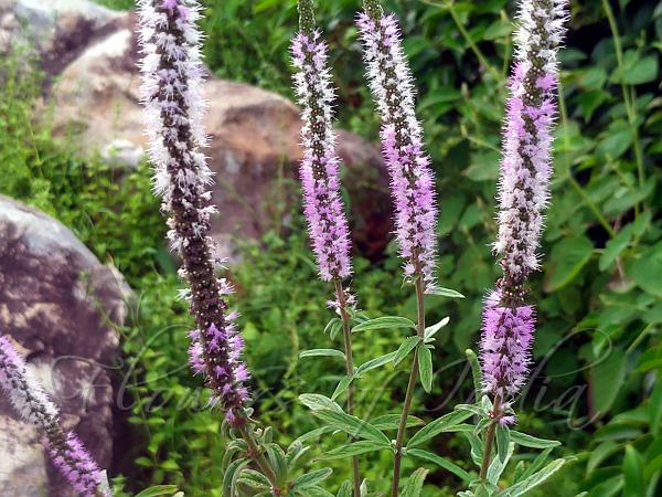 Four-Leaf Shrub-Mint