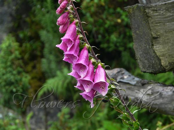 Foxglove