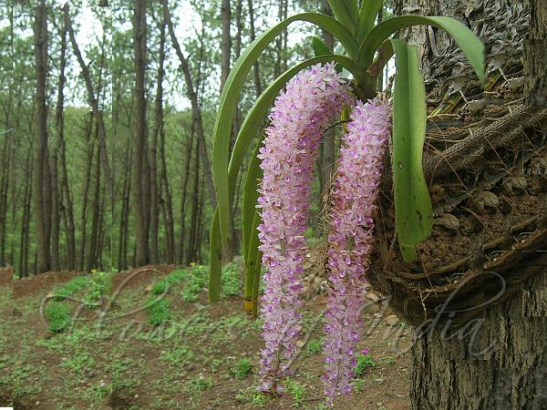 Foxtail Orchid