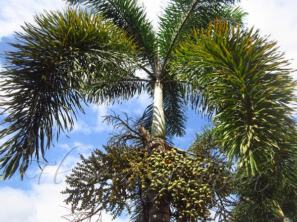 Foxtail Palm