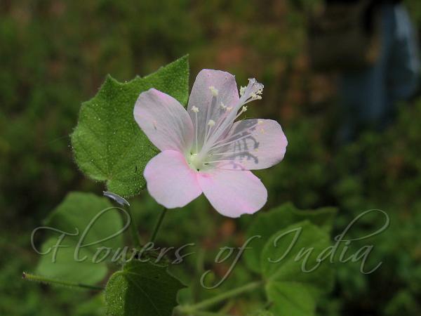 Fragrant Swamp Mallow
