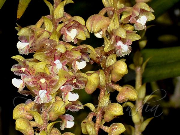 Free-Flowering Dendrobium