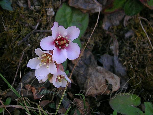 Frilly Bergenia