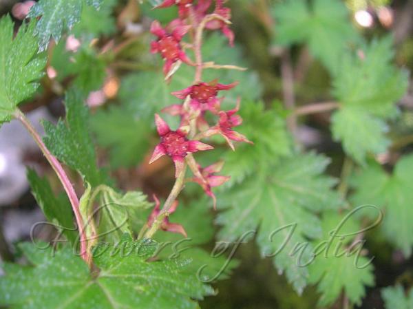 Frilly Leaf Currant