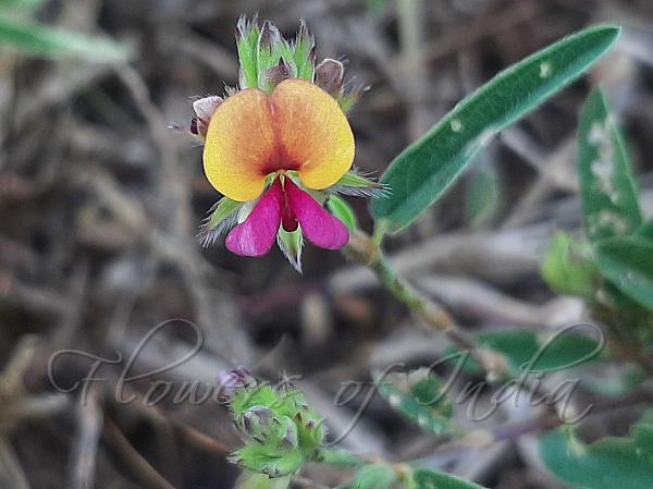 Fringed-Sepal Alyce Clover
