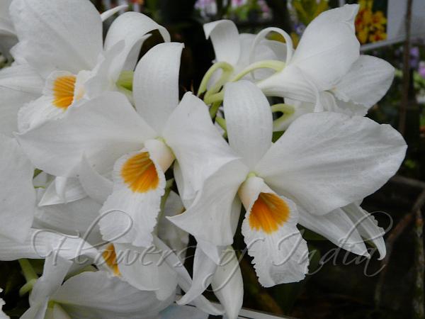 Funnel Lip Dendrobium