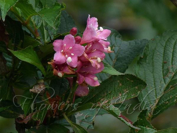 Garden Weigela