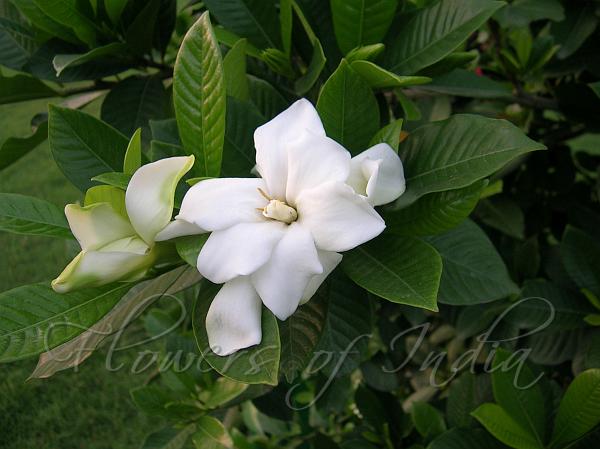 Gardenia