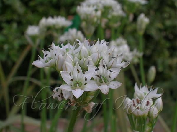 Garlic Chives