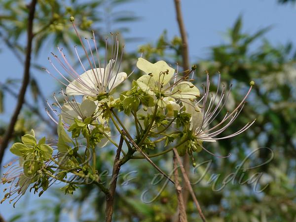 Garlic Pear Tree