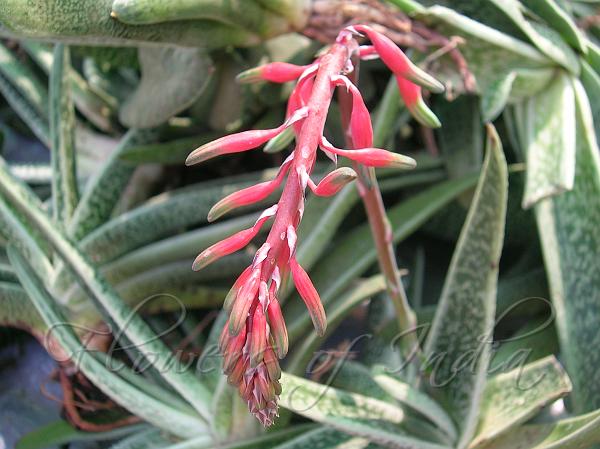 Gasteria