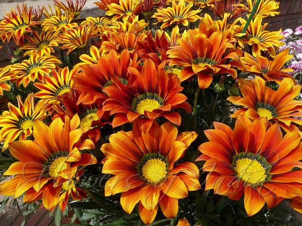 Gazania