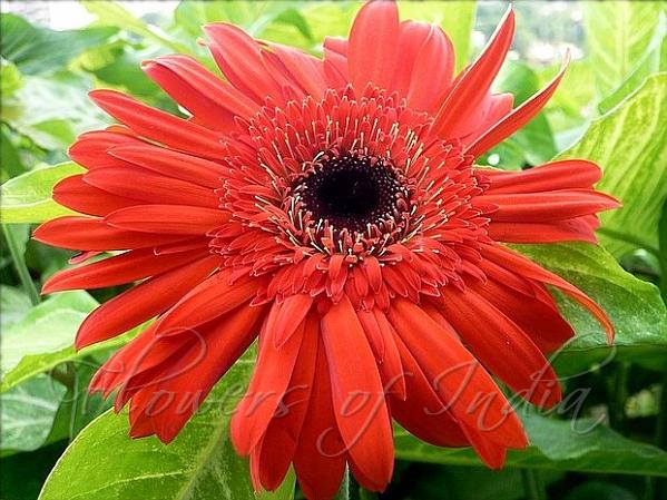 Gerbera Daisy