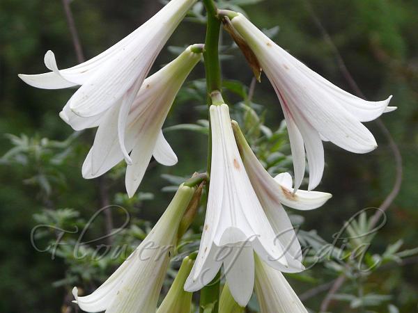 Giant Himalayan Lily