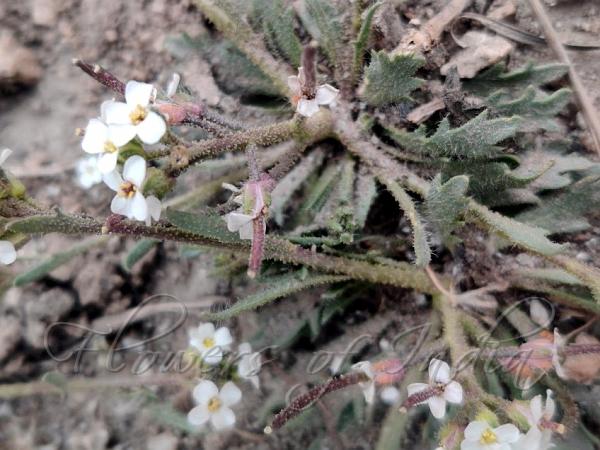 Glandular Rock-Cress