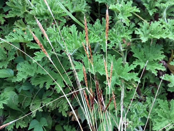 Golden Eulalia Grass