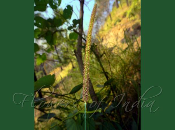 Golden Millet