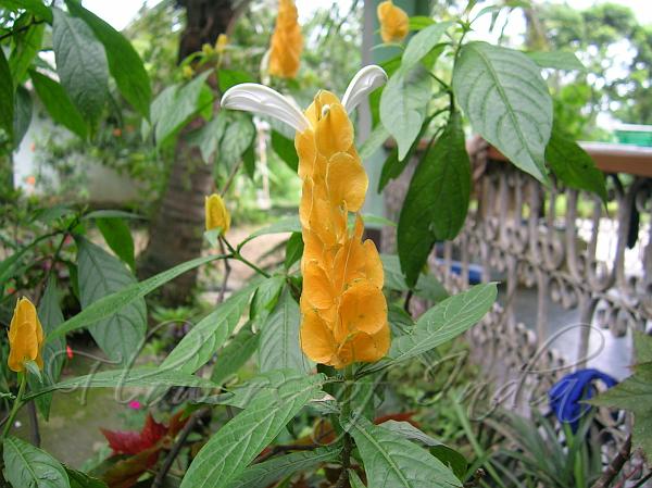 Golden Shrimp Plant