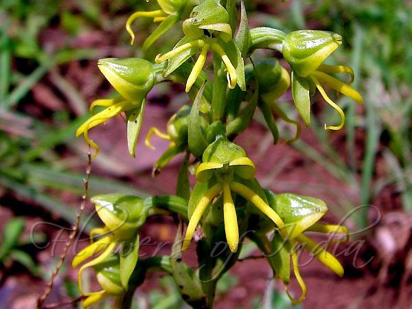 Golden Yellow Habenaria