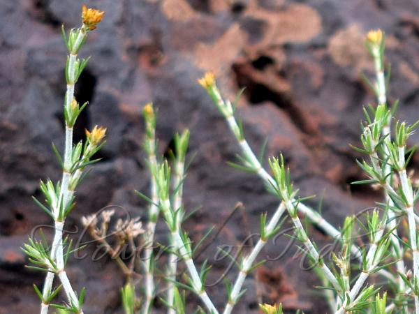 Golden-Tip Rock-Grass