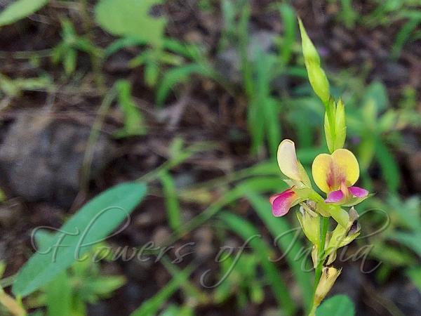 Graceful Alyce Clover