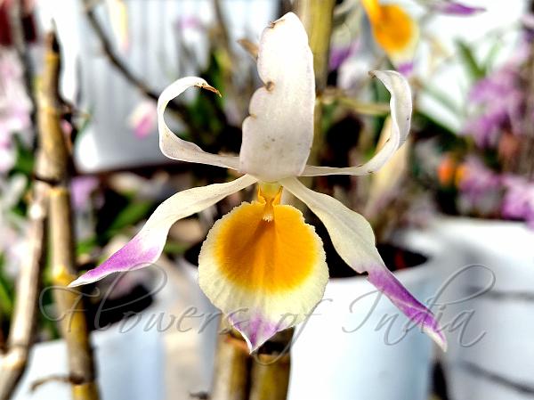 Graceful Dendrobium