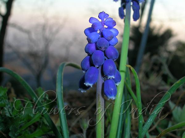 Grape Hyacinth