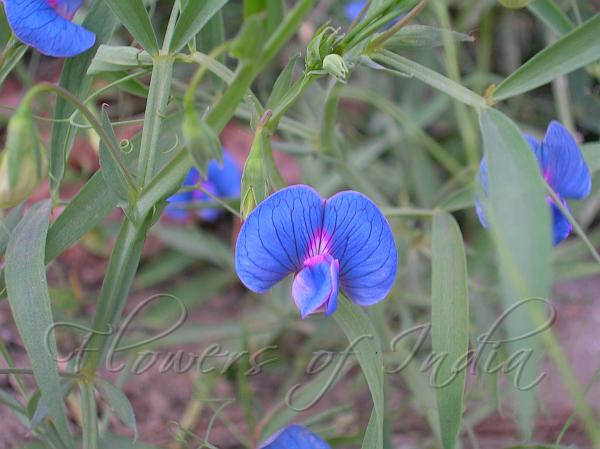 Grass Pea
