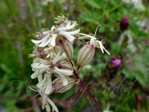 Grass-Leaved Campion