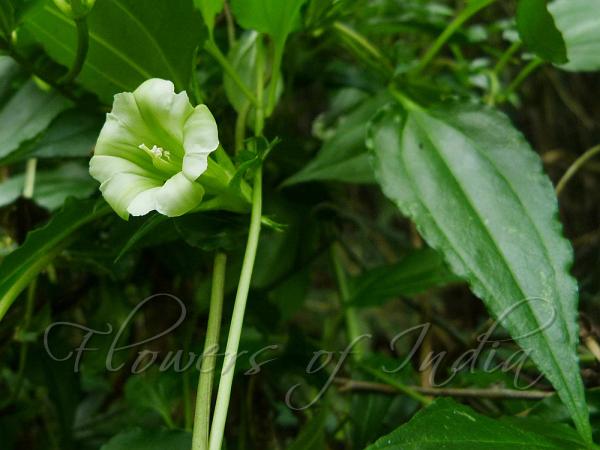 Green Gentian Vine