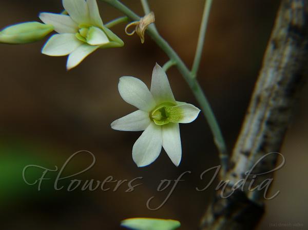 Green Lipped Dendrobium