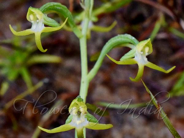 Green-Flowered Habenaria
