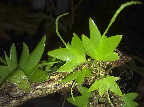 Green-Spike Oberonia