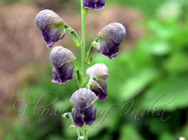 Greenish Himalayan Monkshood