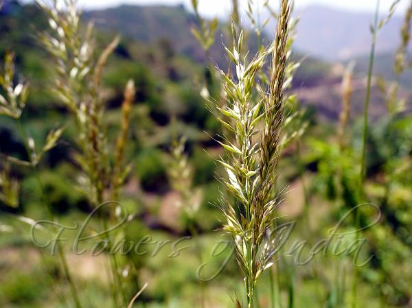 Greenish Oat Grass