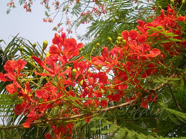 Gulmohar