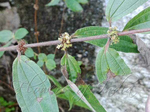 Hairy Pouzolz's Bush