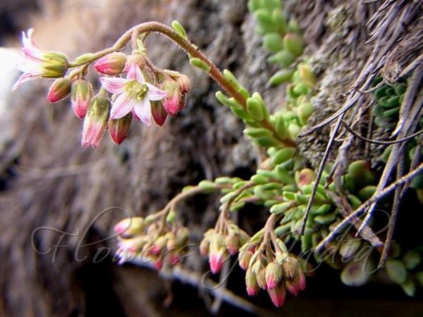 Hairy Sepal Sedum