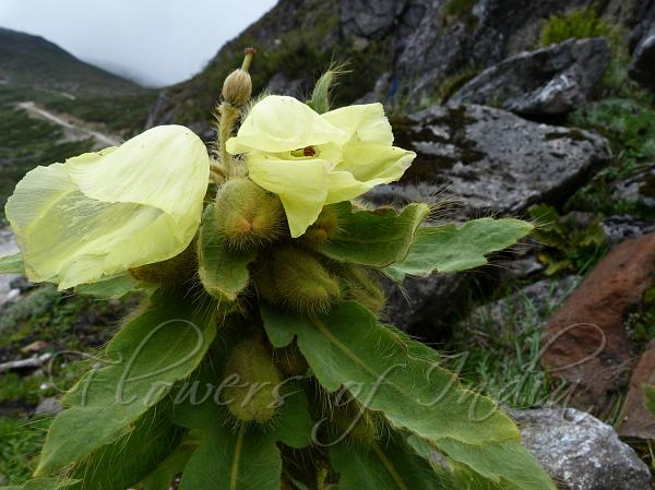 Hairy Yellow Poppy