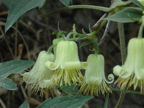 Hanging-Bells Clematis