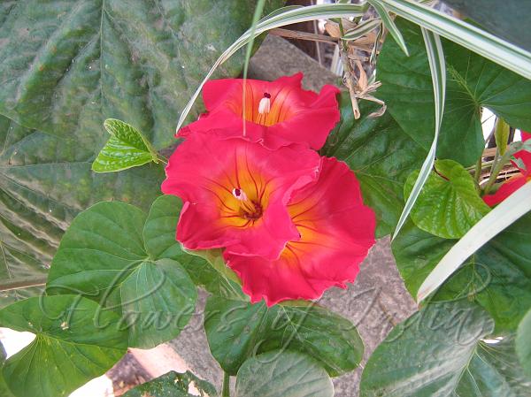 Hawaiian Sunset Vine