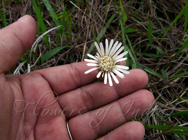 Hawkweed Gerbera Daisy