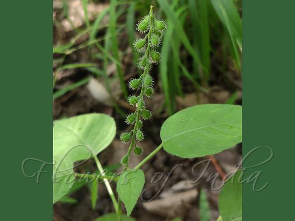 Heart-Leaf Enchanter's Nightshade