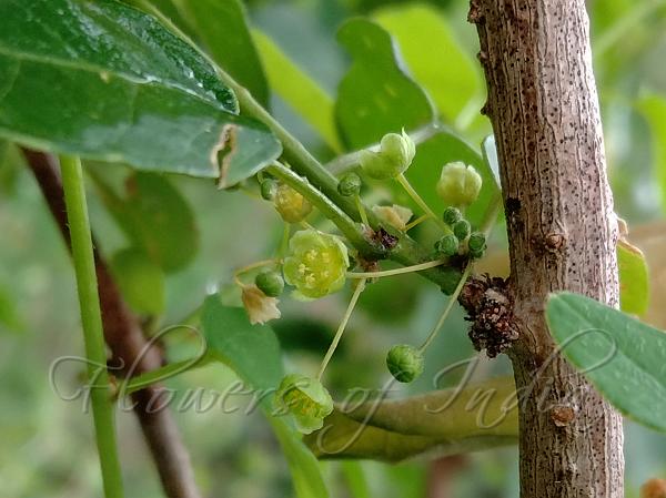 Heart-Leaf Maiden-Bush