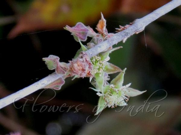 Heart-Leaf Raspberry